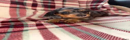 Dachshund dogs for sale: Quality Dachunds - Advert 13
