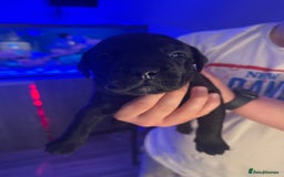 Mixed Breed dogs for sale: Beautiful Labrador cross puppies🐶 - Image 4