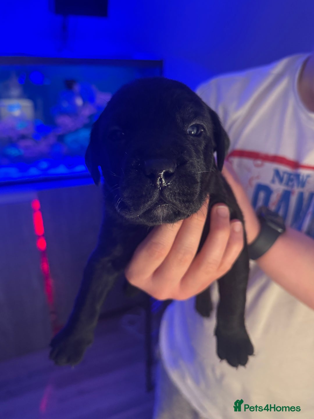 Mixed Breed dogs for sale: Beautiful Labrador cross puppies🐶 - Image 4