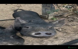 Pig livestock for sale: 2 male pigs for sale - Image 3