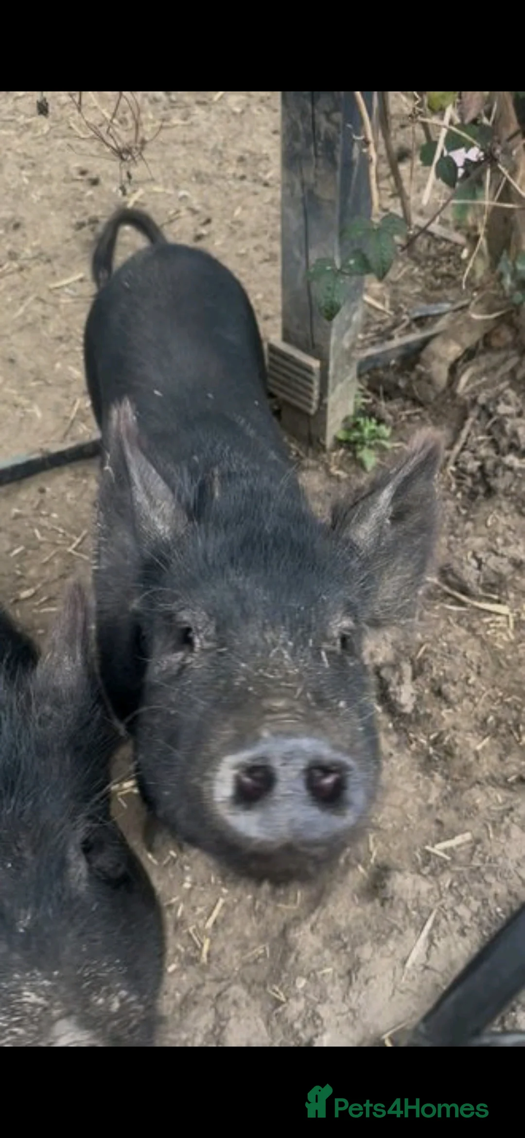 Pig livestock for sale: 2 male pigs for sale - Advert 3