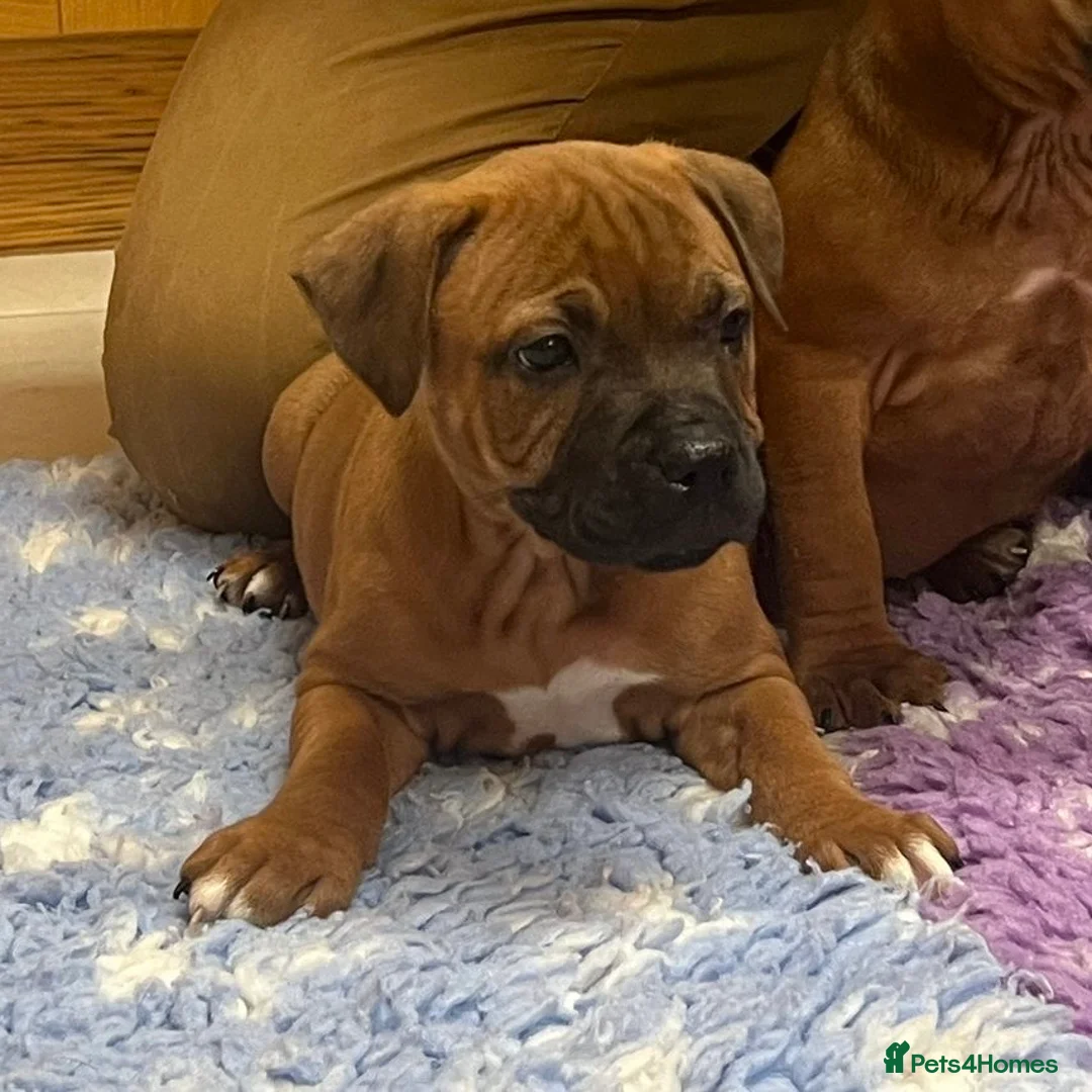 Staffordshire Bull Terrier dogs for sale: 7 Red Staffordshire Bull Terrier pups  - Advert 25