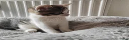 Mixed Breed cats for sale: Gorgeous kittens  - Advert 15