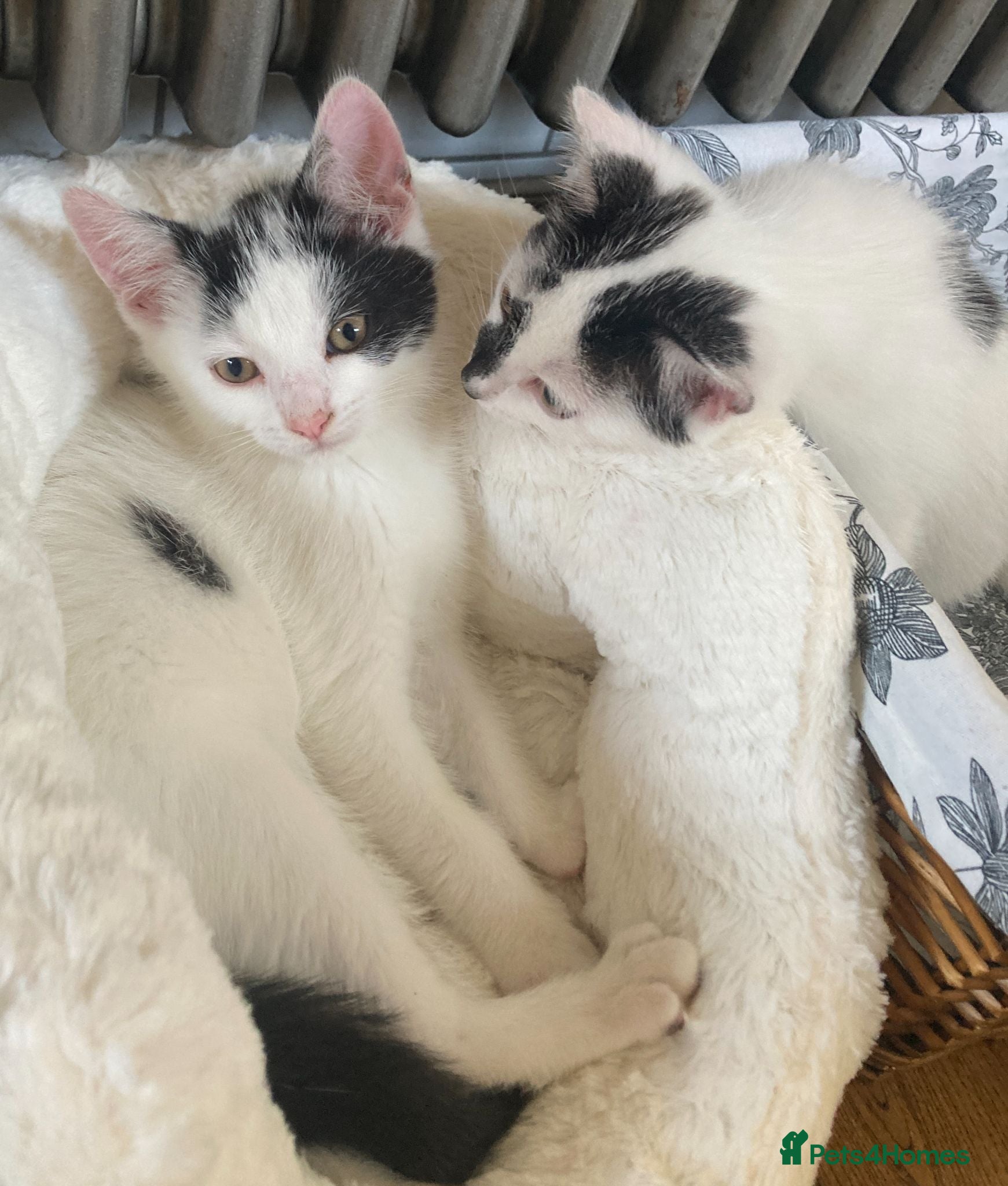 Turkish Van cats Gorgeous Turkish Van Kittens - Advert 1
