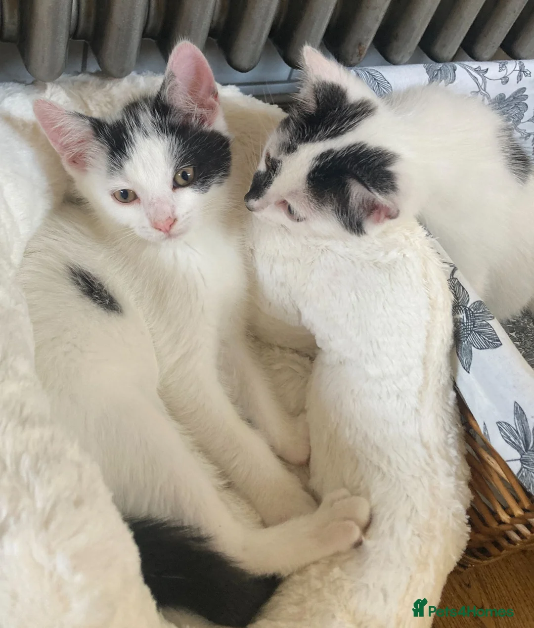 Turkish Van cats for sale: Gorgeous Turkish Van Kittens - Advert 2