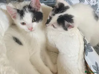Turkish Van cats Gorgeous Turkish Van Kittens - Advert 2