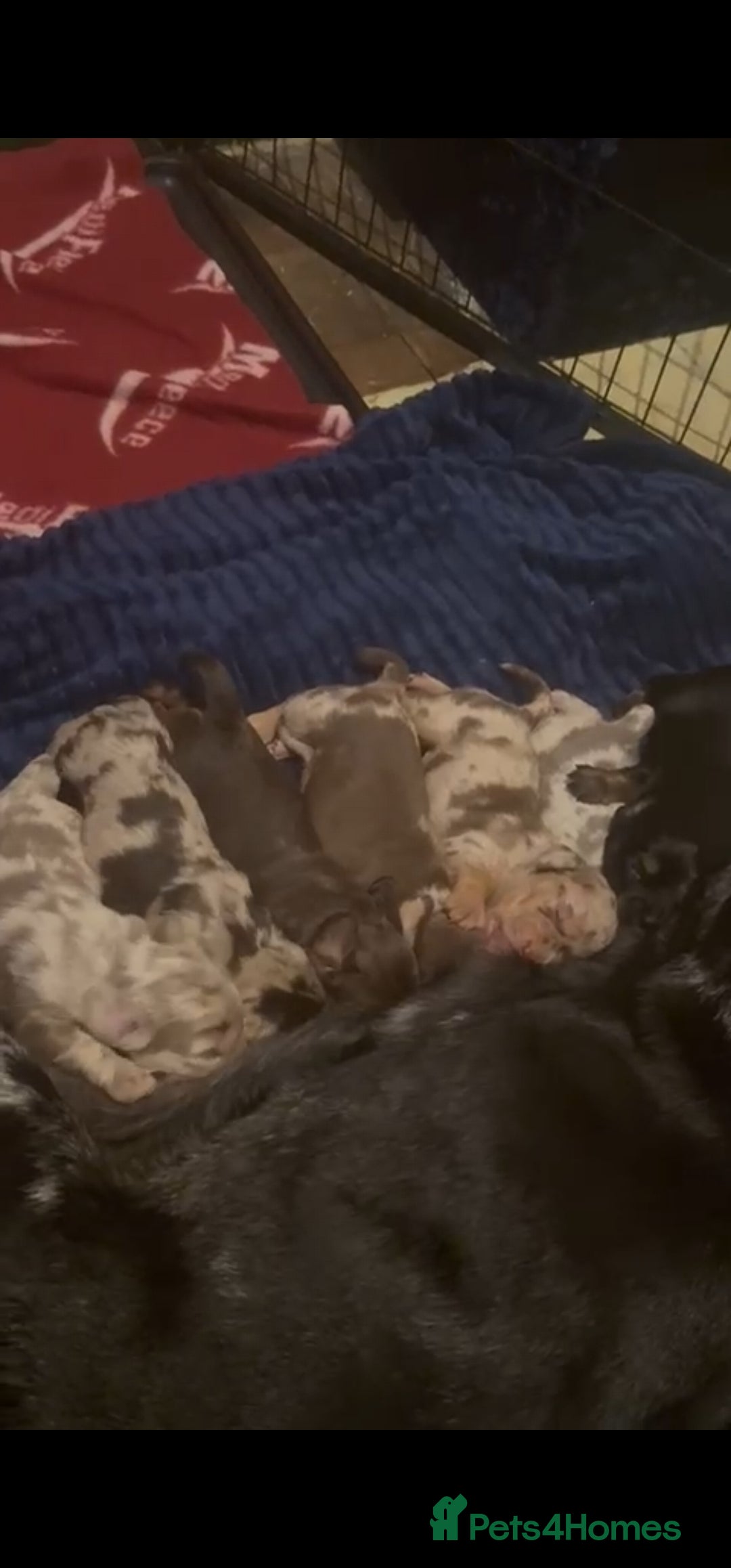 Dachshund dogs for sale: Miniature Dachshund cross pup - Image 12