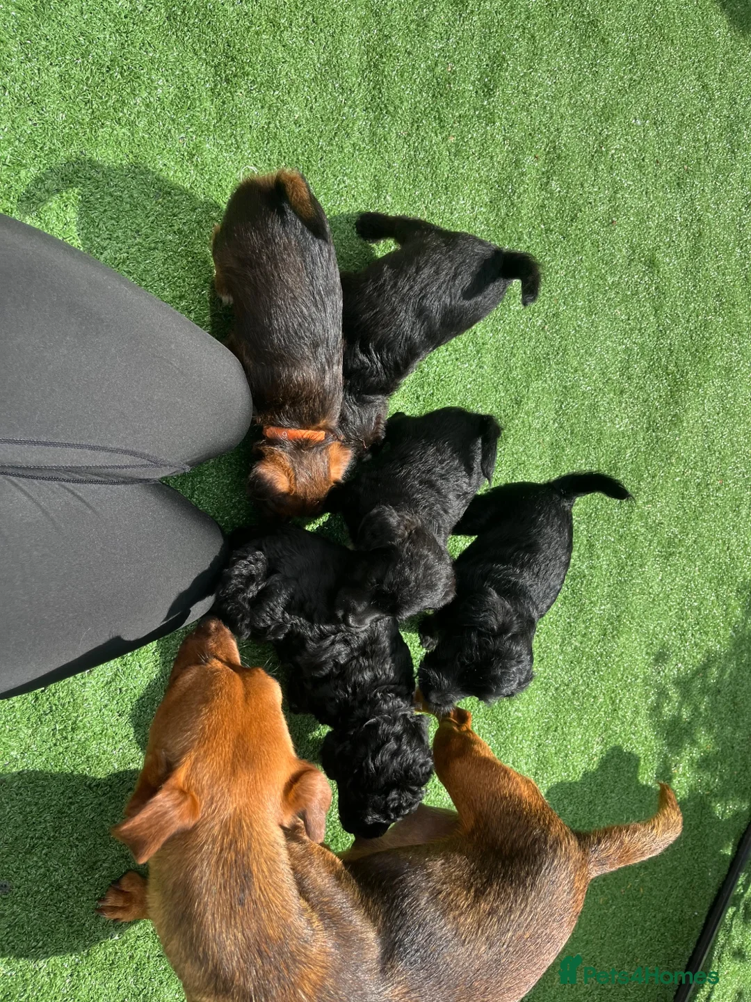 Jackapoo dogs for sale: Beautiful jackapoo puppies  - Advert 21