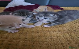 British Longhair cats for sale: 🐈 cat - Image 9
