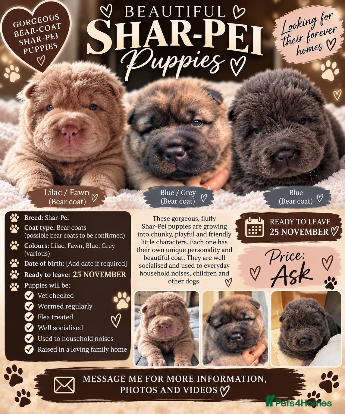 Shar Pei dogs Bear coat sharpeis - Advert 1