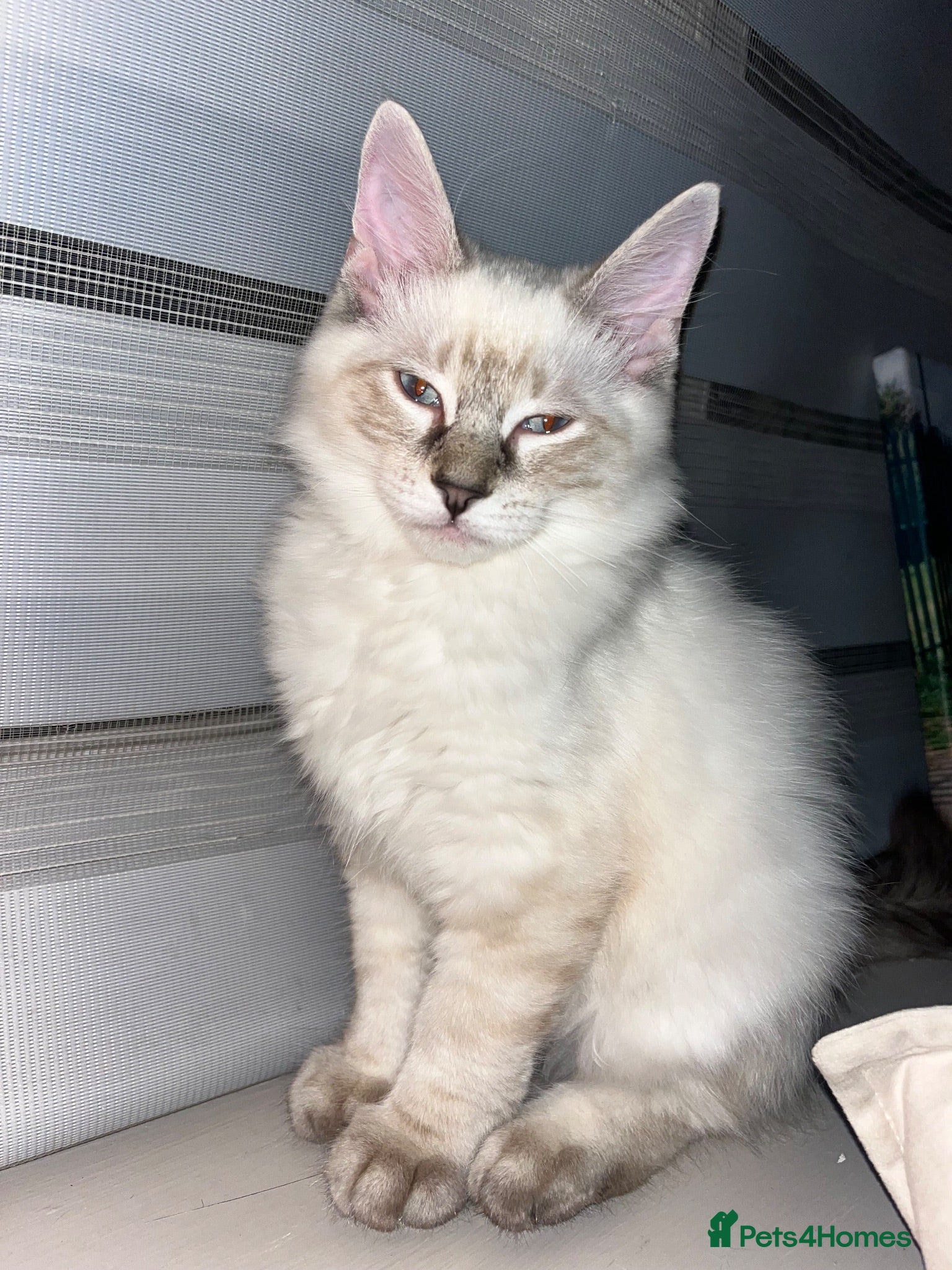 Ragdoll cats LAST BOY💙READY TO LEAVE 😌 - Advert 5