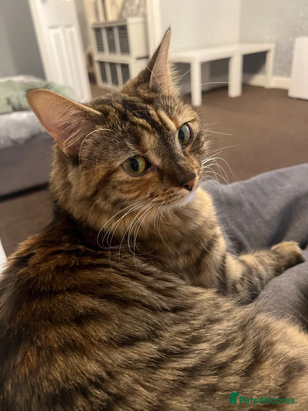 Bengal cats for sale: Beautiful, affectionate lap cat in Rotherham - Advert 1