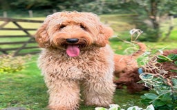 Australian Labradoodle dogs for sale: Superior Australian Labradoodles Due October - Image 4