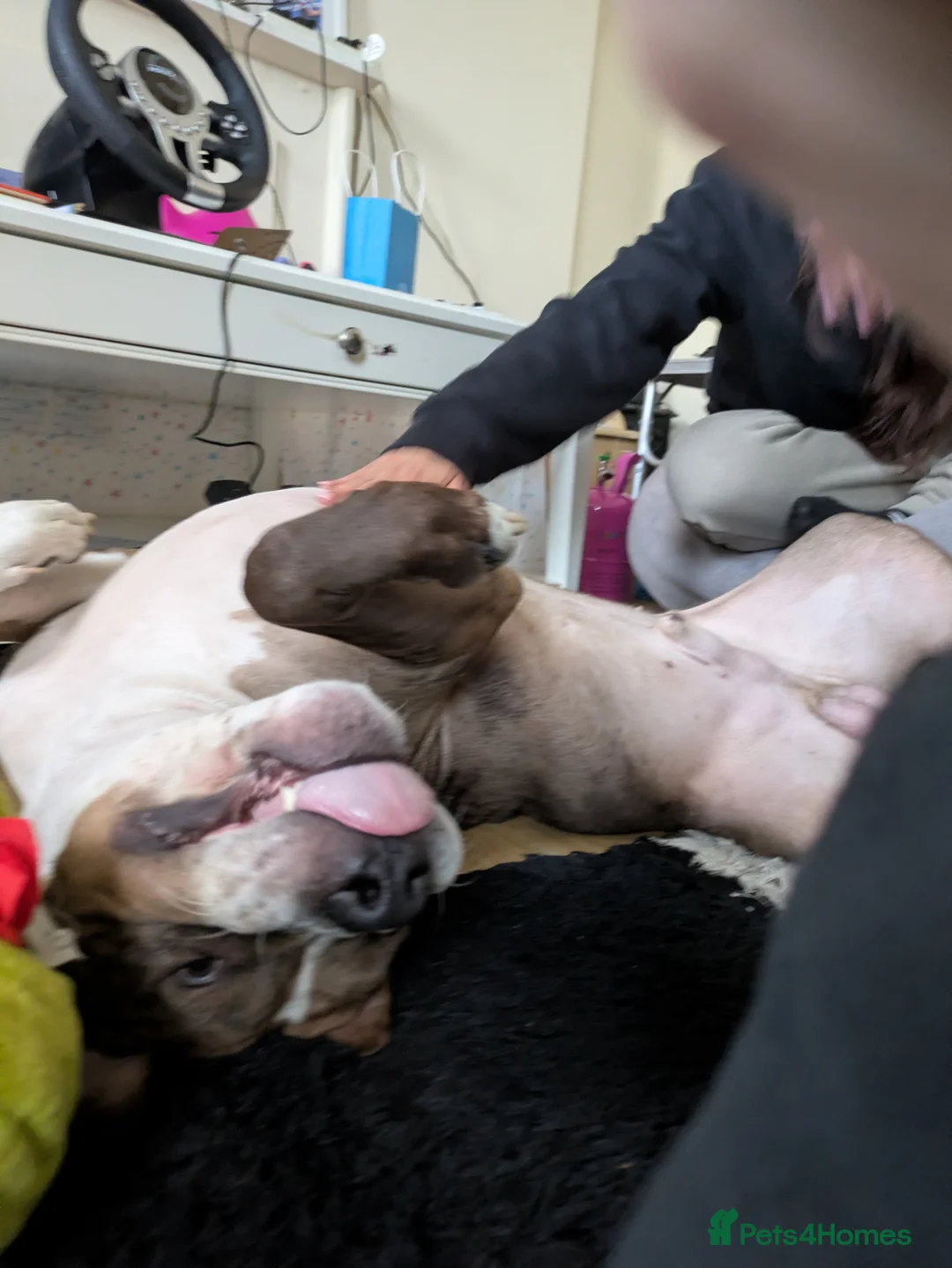 Bandog dogs for stud: Beautiful Bruce for stud - Advert 2