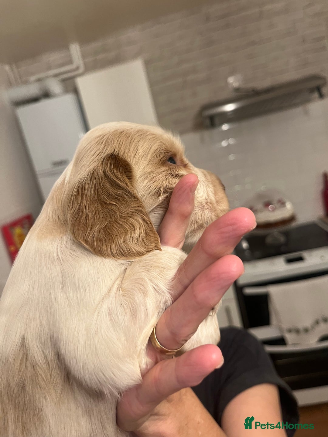 Cocker Spaniel dogs for sale: BEAUTIFUL COCKER SPANIEL PUPS - Advert 27