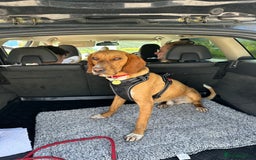 Bavarian Mountain Hound dogs for sale: Zoro needs a new home - Image 5