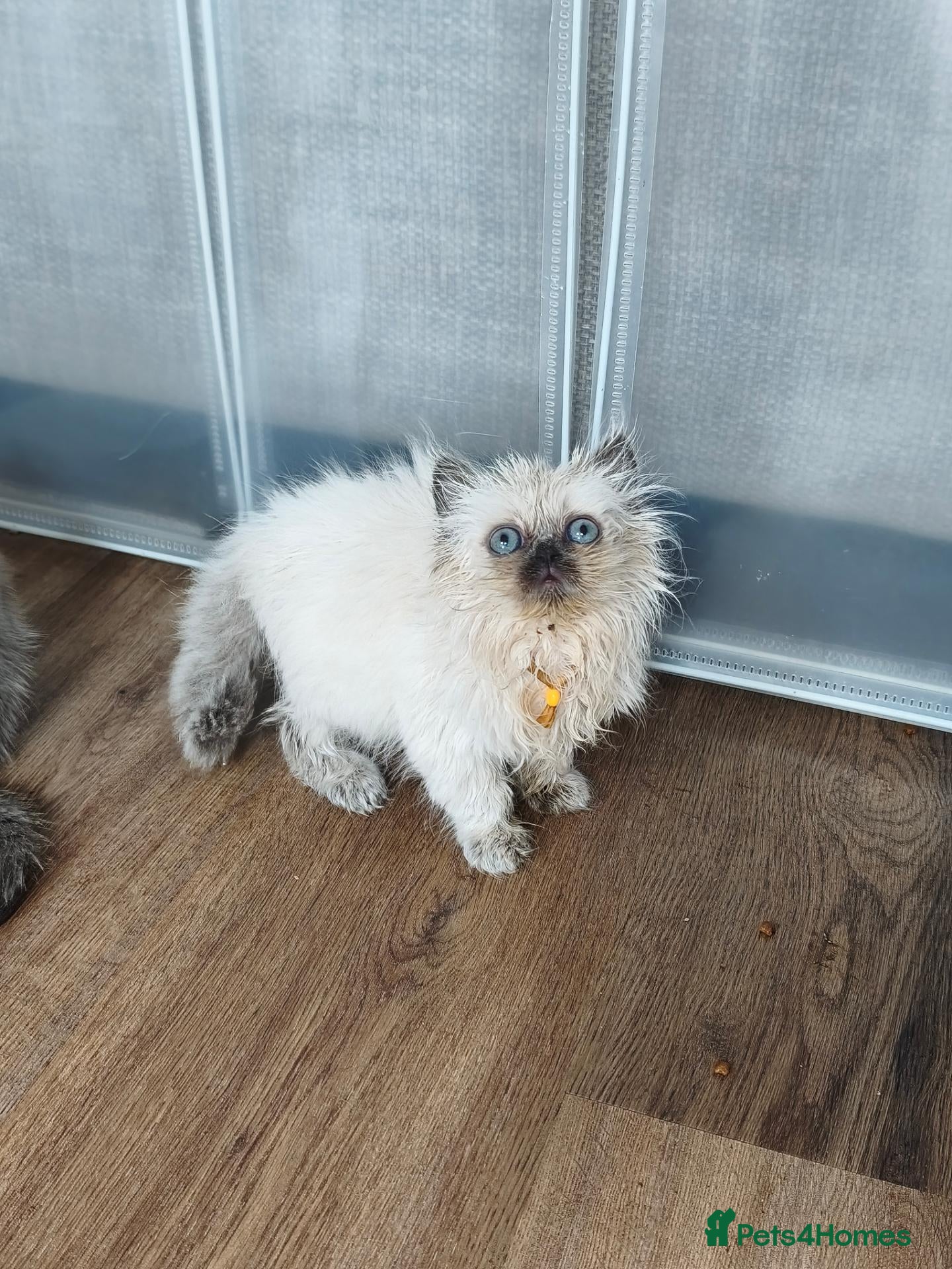 British Shorthair cats British shorthair kittens - Advert 2