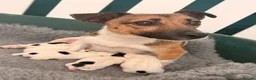 Jack Russell dogs for sale: Traditional Jack Russell Terriers  - Advert 17