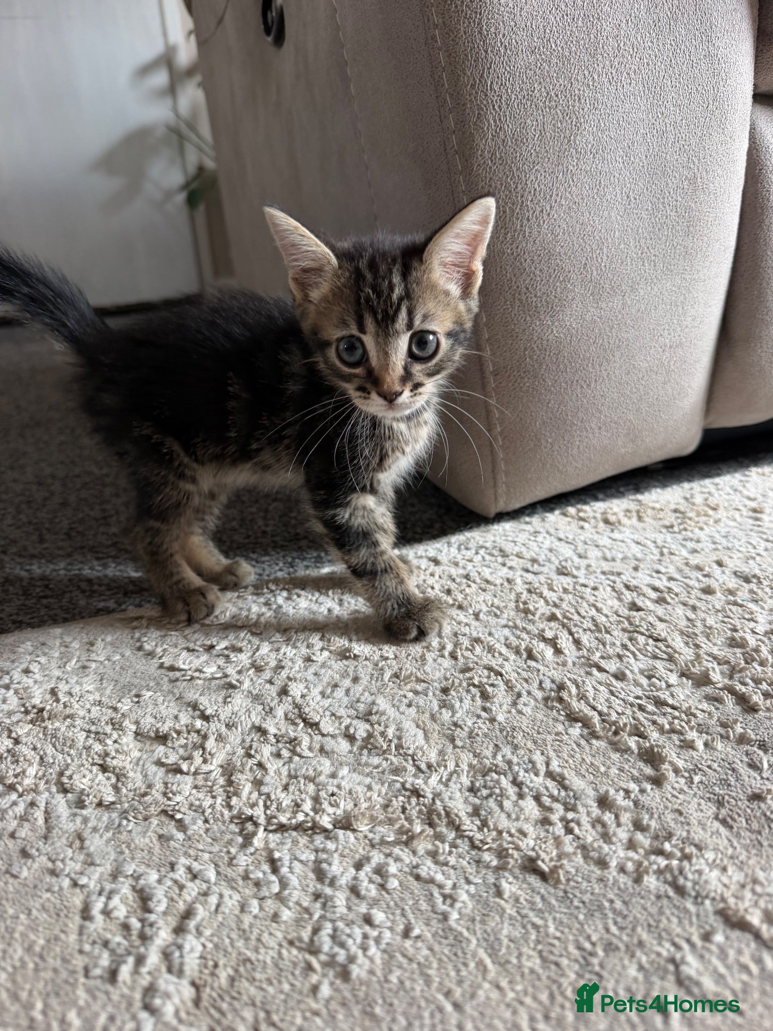 Mixed Breed cats 6 adorable kittens looking for their forever homes - Advert 1