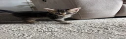 Mixed Breed cats for sale: 6 adorable kittens looking for their forever homes - Advert 1