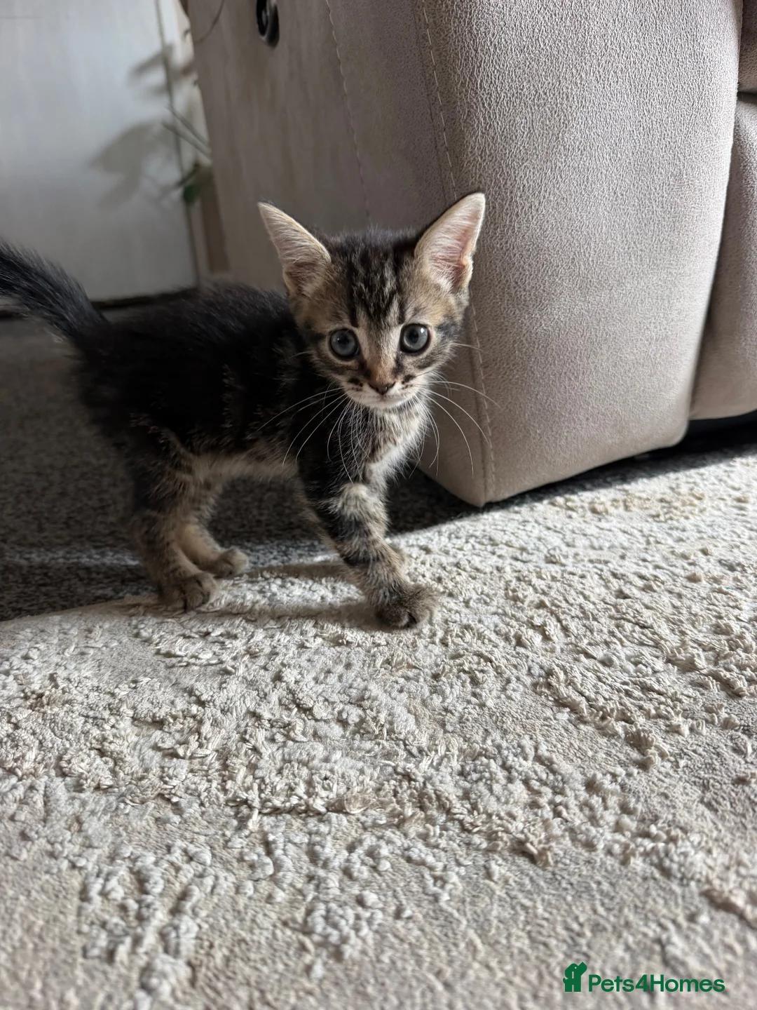 Mixed Breed cats for sale: 6 adorable kittens looking for their forever homes - Advert 1