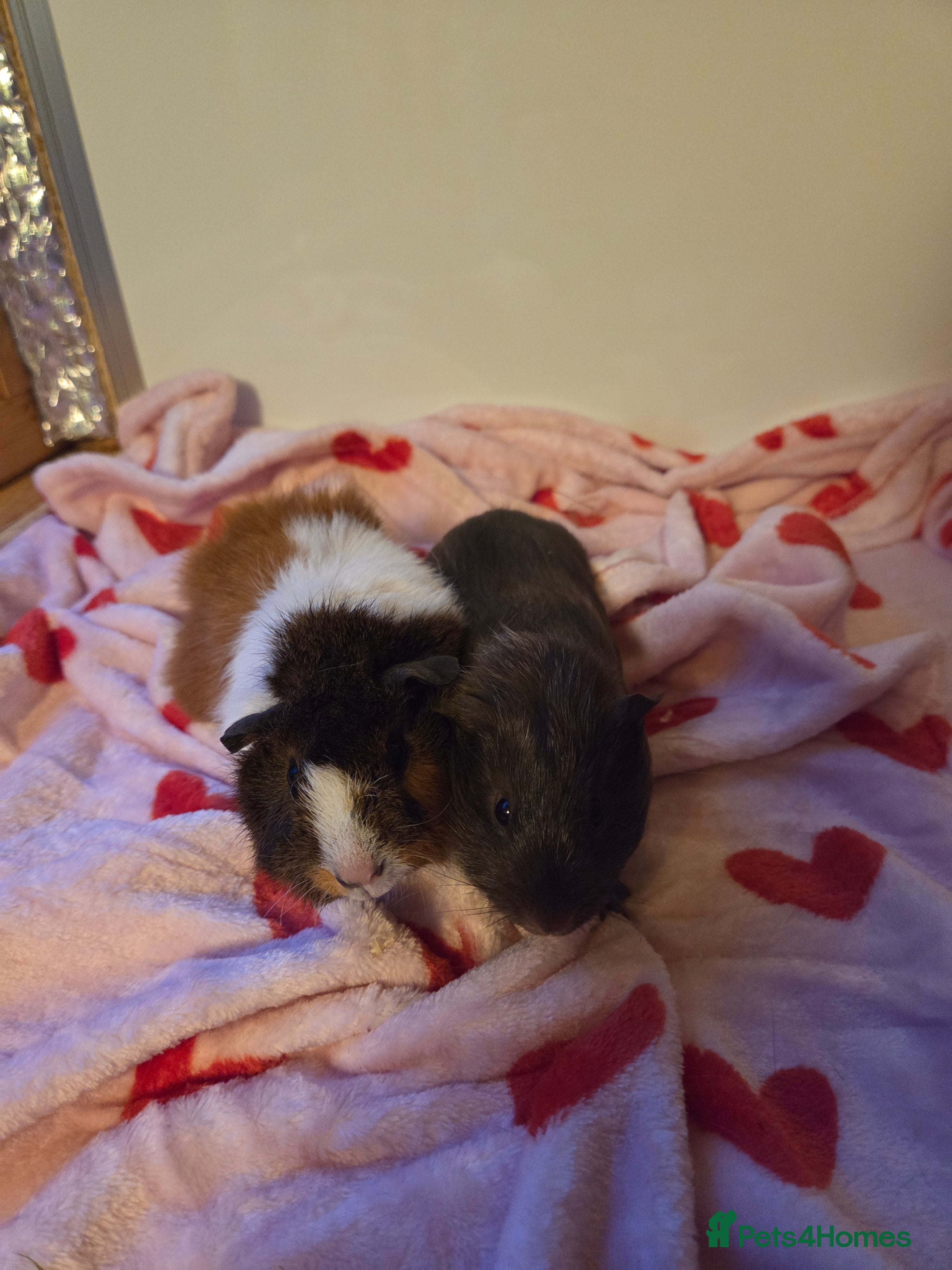 Guinea Pig rodents Gorgeous Baby Girl Guinea Pigs - Advert 13