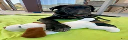 Mixed Breed dogs for adoption: Calm loving Chandler - Advert 10