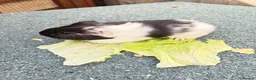 Guinea Pig rodents for sale: Baby boy guineas - Advert 4