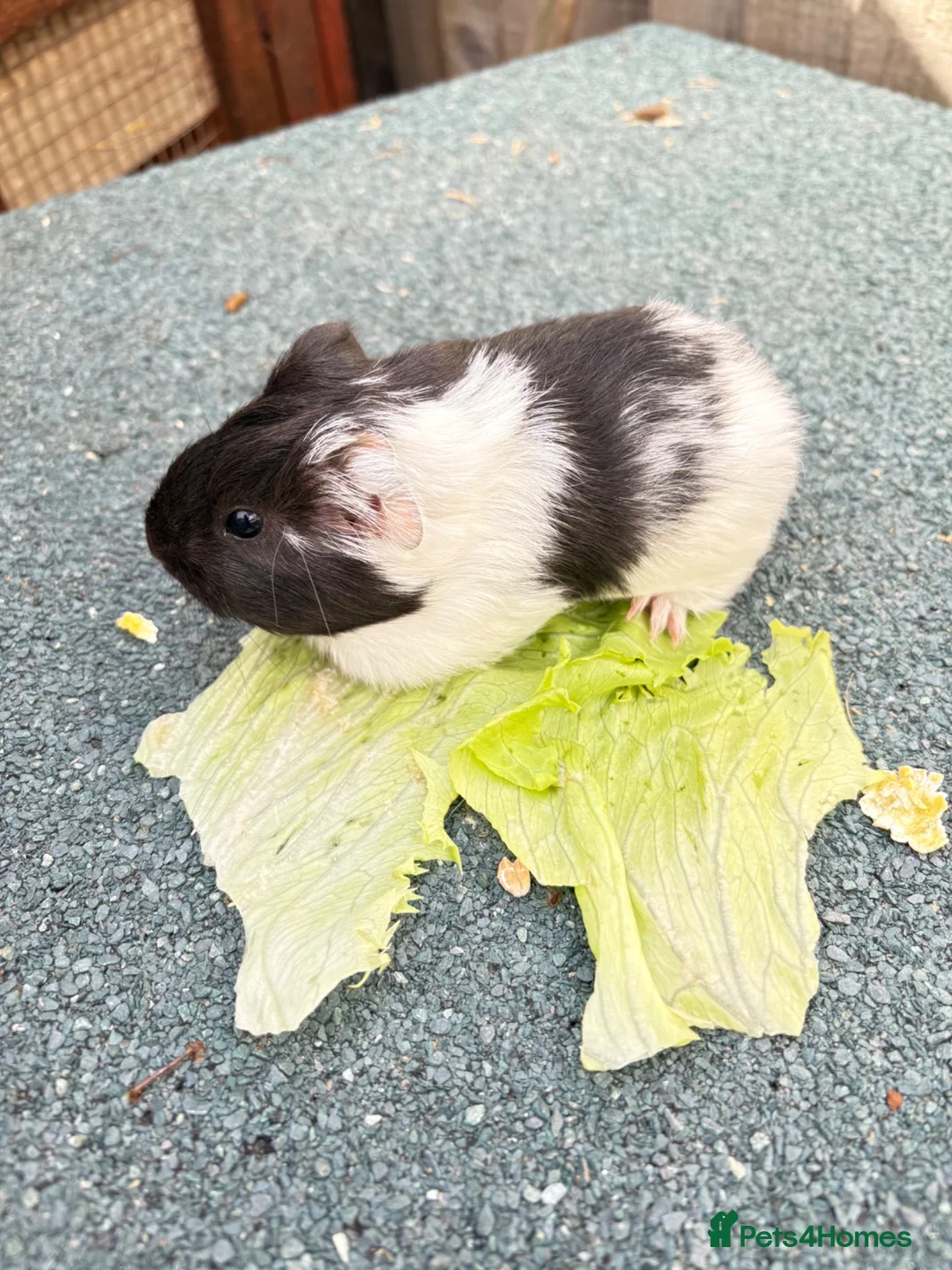 Guinea Pig rodents for sale: Baby boy guineas - Advert 4