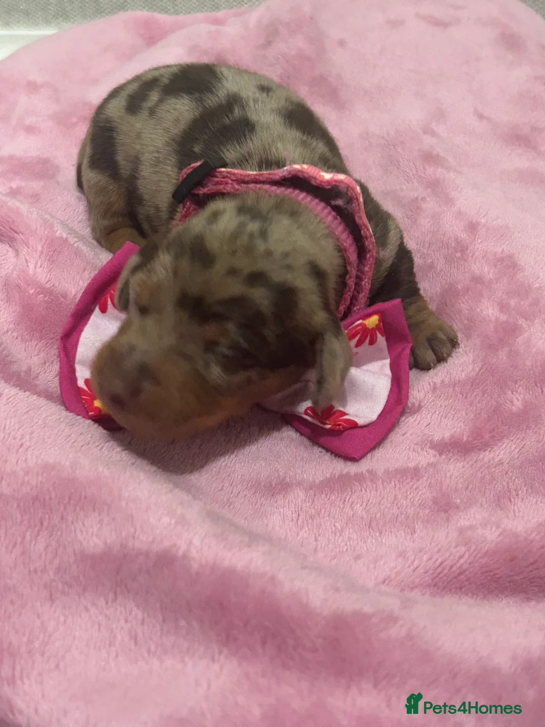 Dachshund dogs for sale: 2 adorable dachshunds - Advert 2