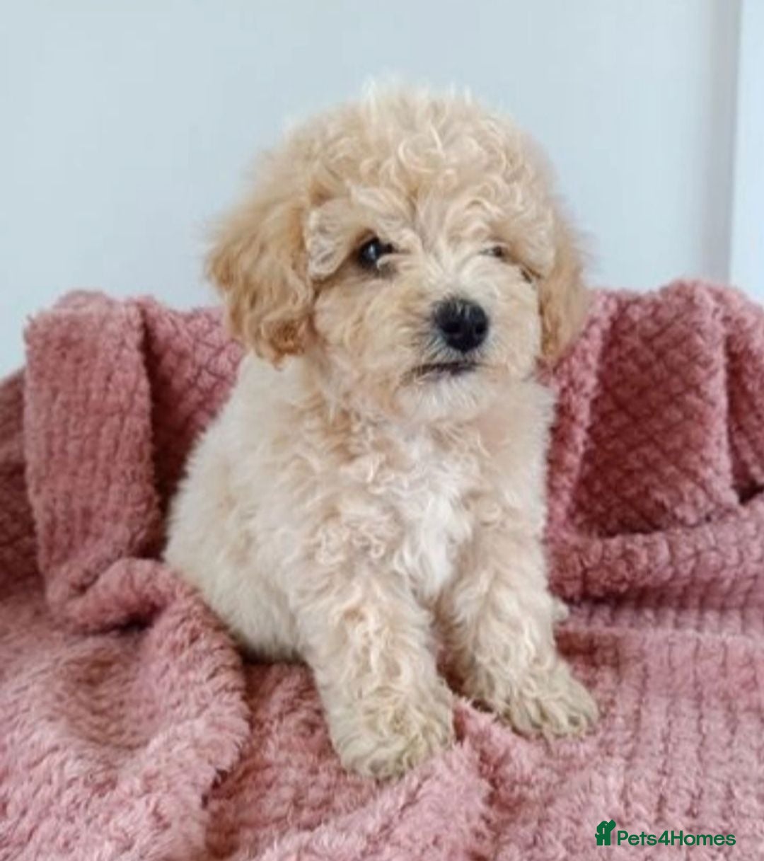 Poochon dogs 💙🌸Beautiful apricot F1 poochon puppies🌸💙 - Advert 2