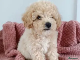 Poochon dogs 💙🌸Beautiful apricot F1 poochon puppies🌸💙 - Advert 2