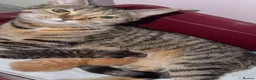 Mixed Breed cats for sale: X2 Male kittens (Ready from 15/08/26) in Buntingford - Advert 5