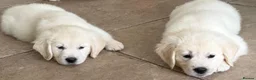 Golden Retriever dogs for sale: Lovely, confident playful puppies - Advert 25