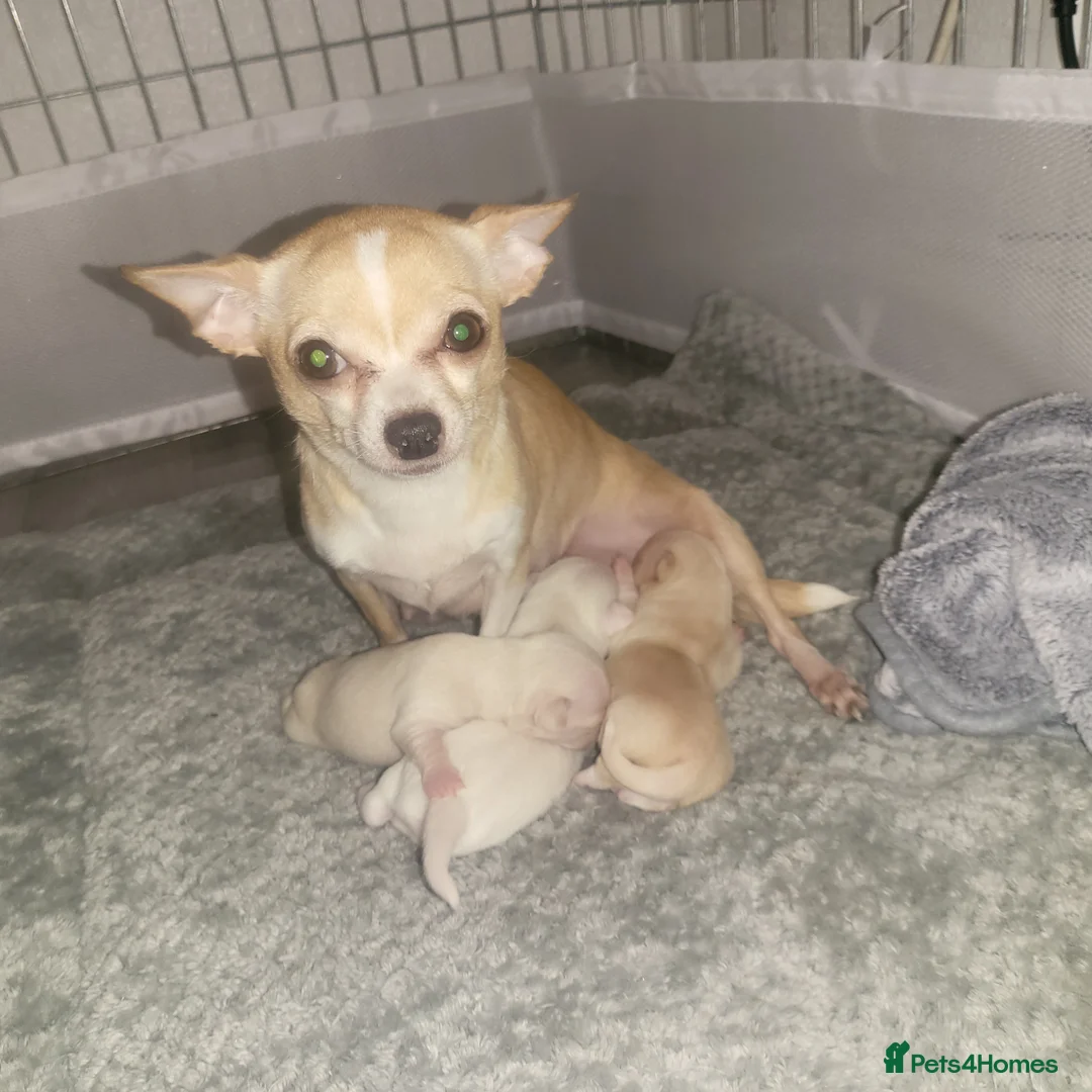 Chihuahua dogs for sale: 3 beautiful smooth coat chihuahuas KC registered. in Enfield - Advert 2
