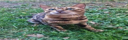 Bengal cats for stud: Bengal cat for stud, Fabio. - Advert 7