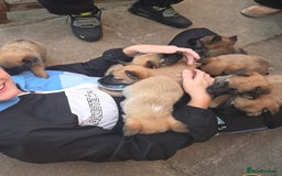 Mixed Breed dogs for sale: Beautiful German shepherd cross mali  - Image 1