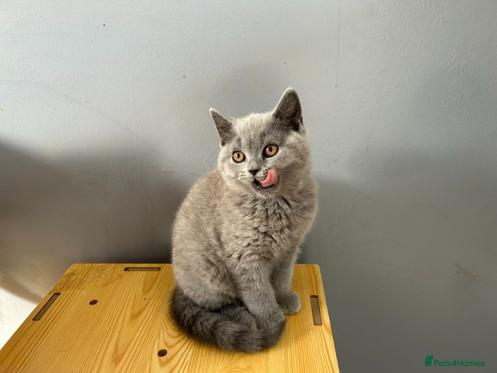 British Shorthair cats British Shorthair - Advert 1