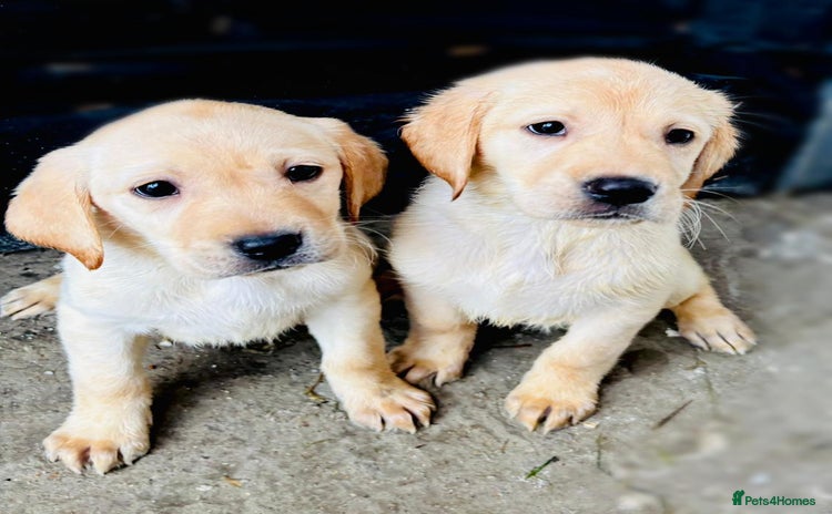 Labrador Retriever dogs - Advert 10