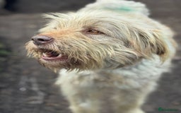 Mixed Breed dogs for adoption: SZITA, a Lovely Big Girl - for a Loving Home - Image 7