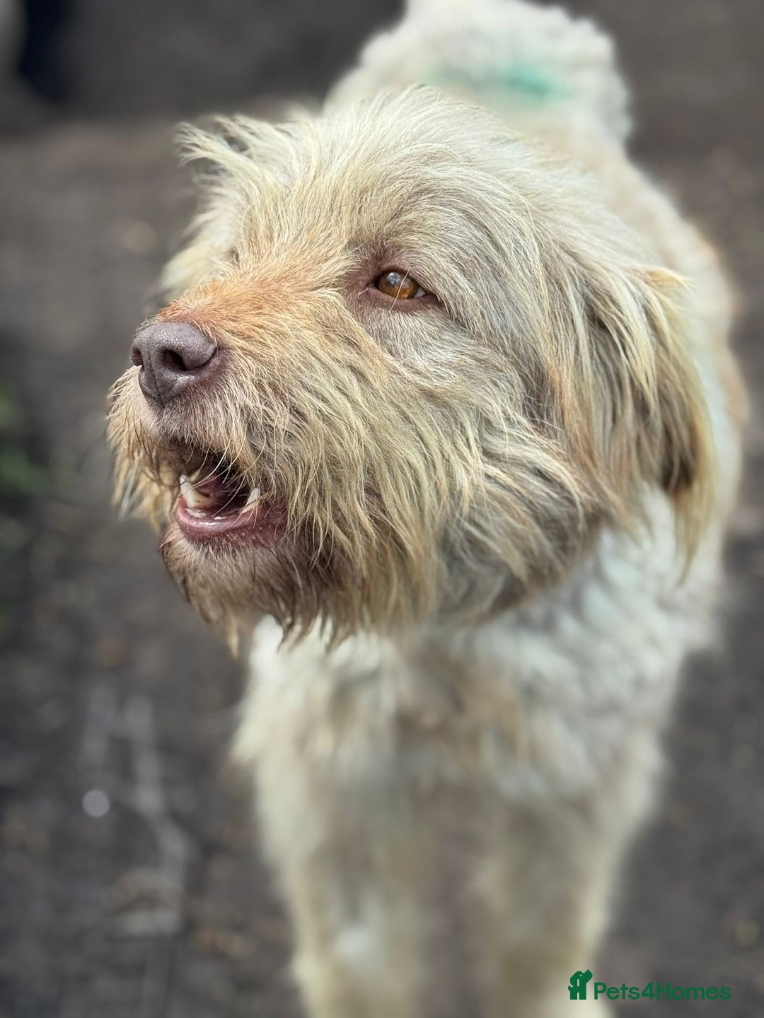 Mixed Breed dogs for adoption: SZITA, a Lovely Big Girl - for a Loving Home - Image 7