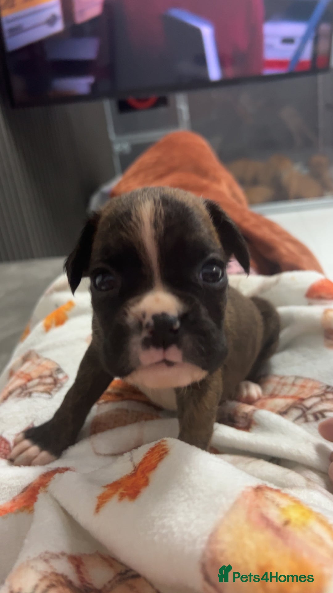 Boxer dogs for sale: Kc registered boxer puppies  - Advert 6