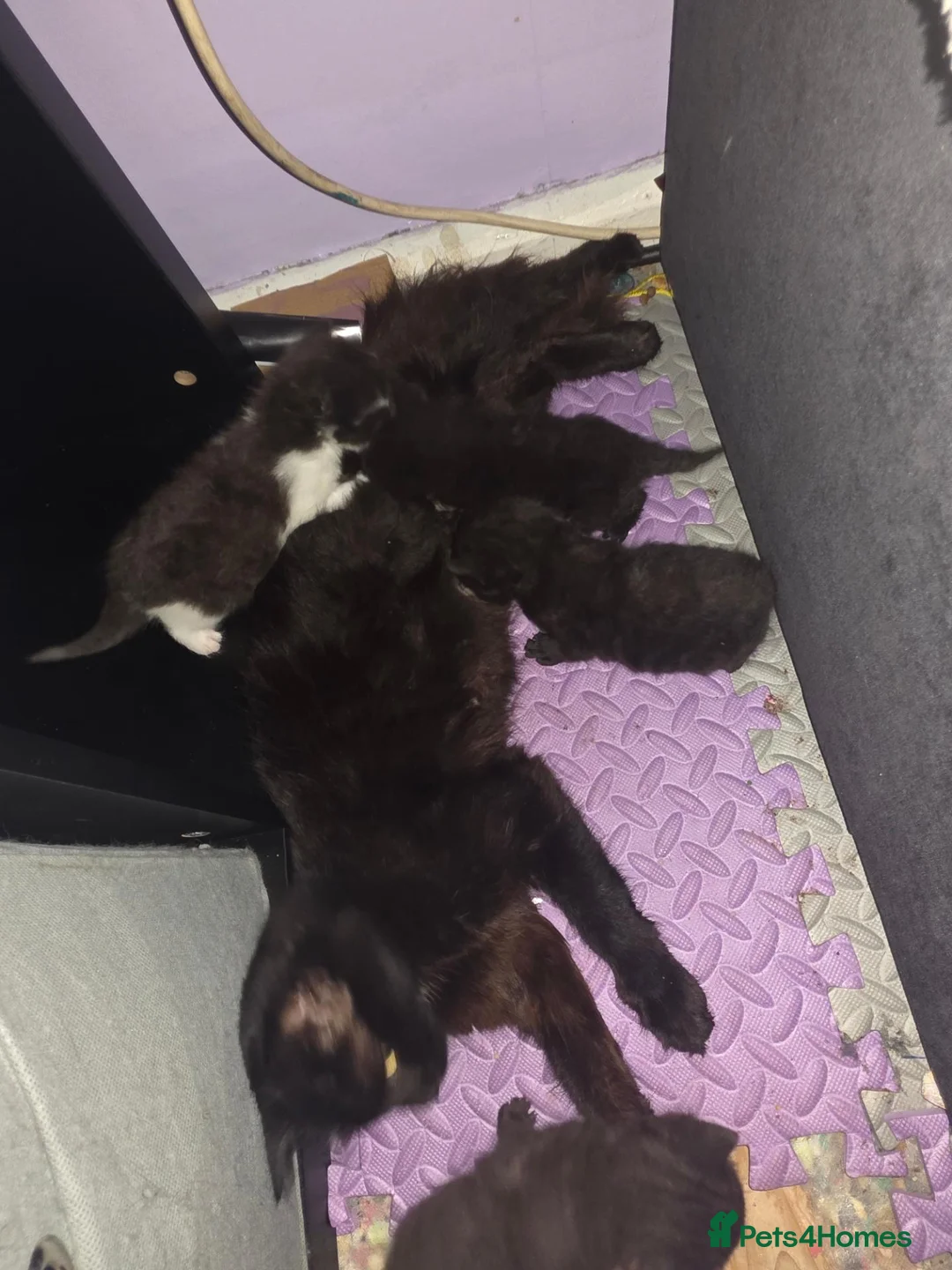 Mixed Breed cats for sale: Mixed kittens  - Advert 25