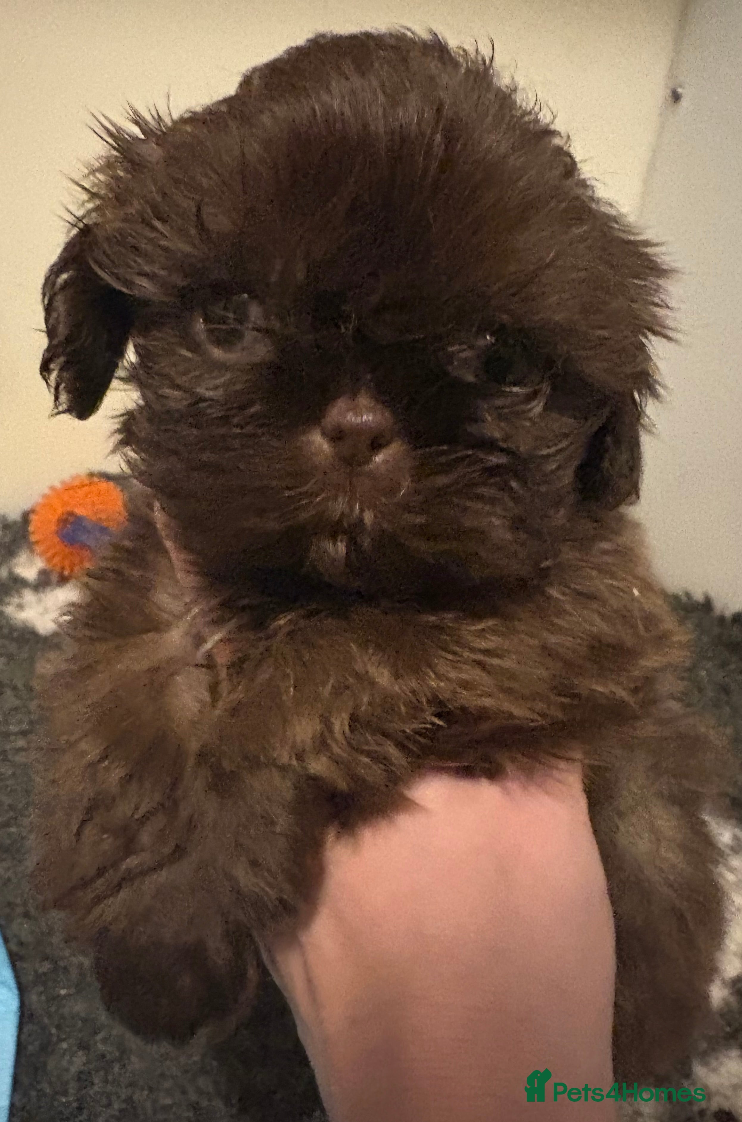 Shih Tzu dogs Reduced !Beautiful imperial choc & lav Shihzu pup  - Advert 2
