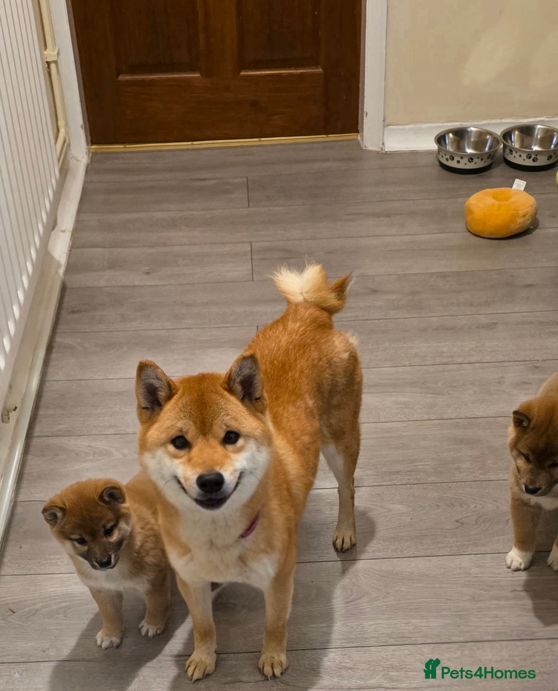 Japanese Shiba Inu dogs Healthy shiba inus last girl  - Advert 7