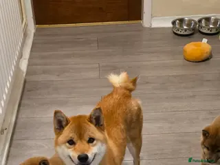 Japanese Shiba Inu dogs Healthy shiba inus last girl - Advert 7