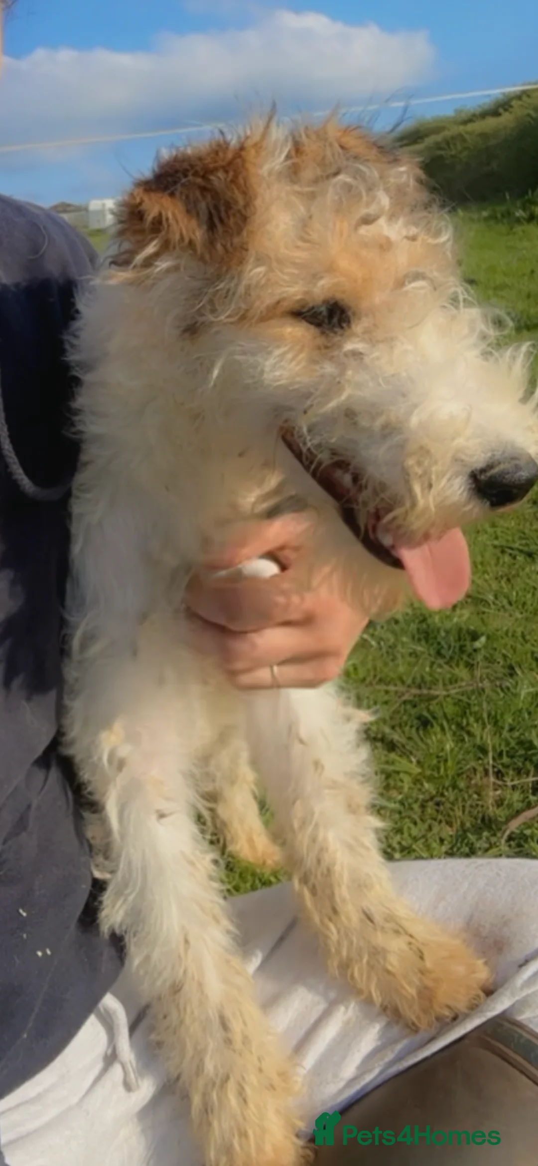 Fox Terrier dogs for stud: (TEDDY) Wire haired, fox terrier for STUD in Uttoxeter - Advert 3