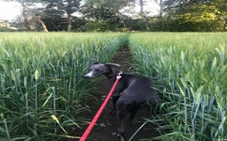 Whippet dogs for sale: KC Registered Whippet Puppies - Image 17