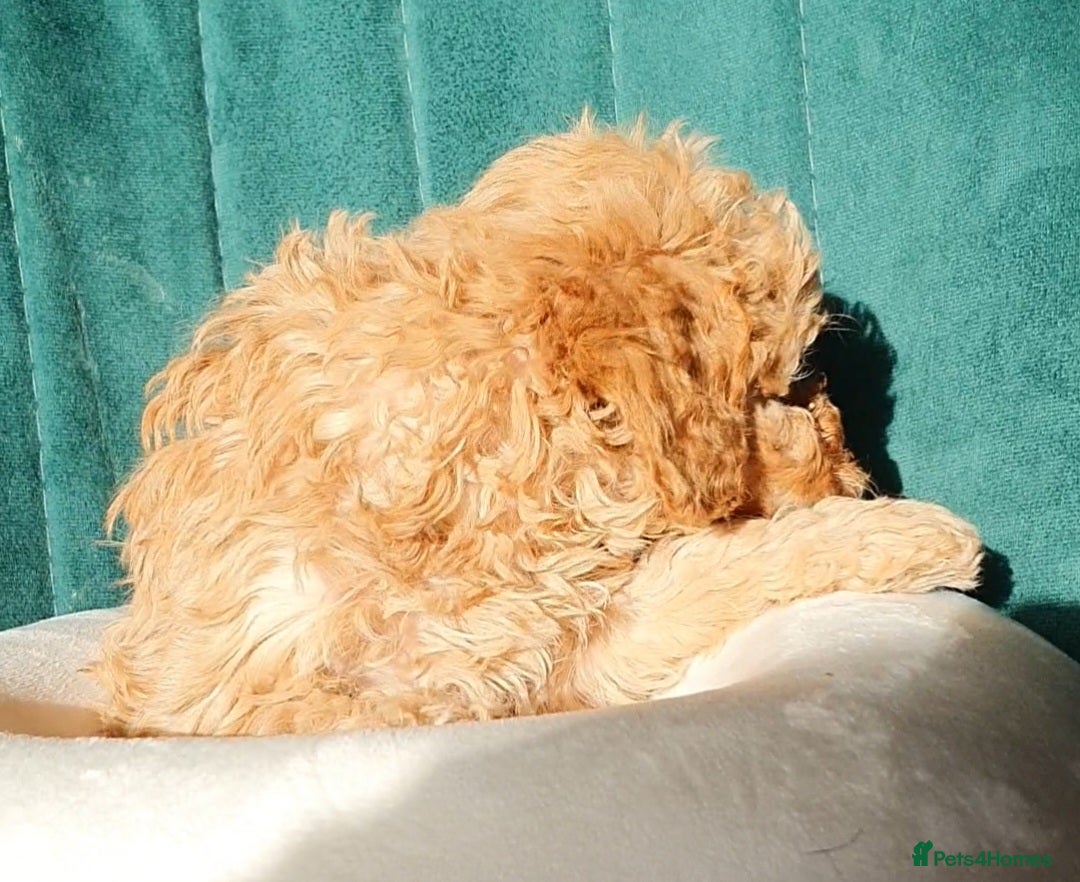 Miniature Poodle dogs Miniature poodle  - Advert 8