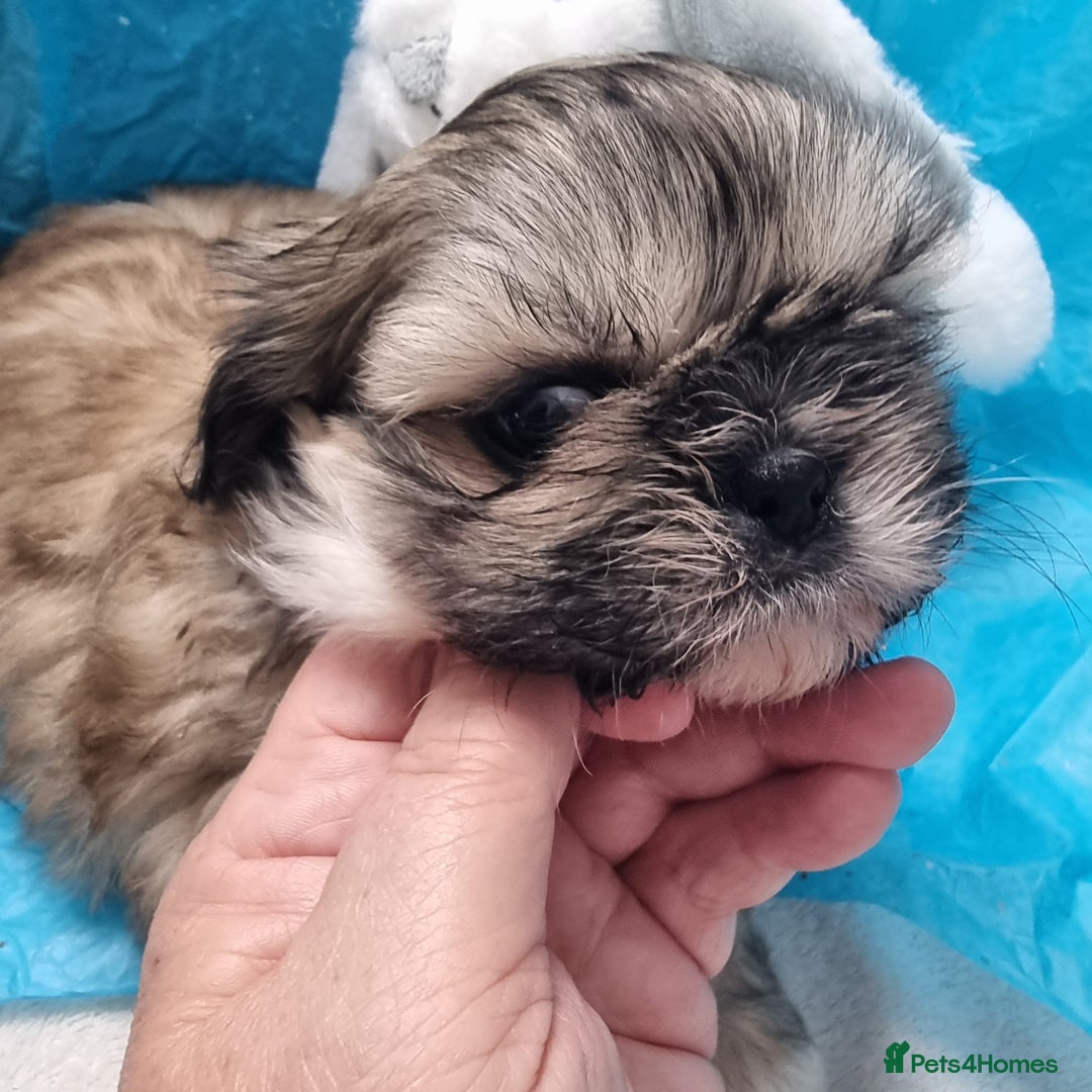 Shih Tzu dogs for sale: Kc stunning small imperial baby boy/girl - Image 13